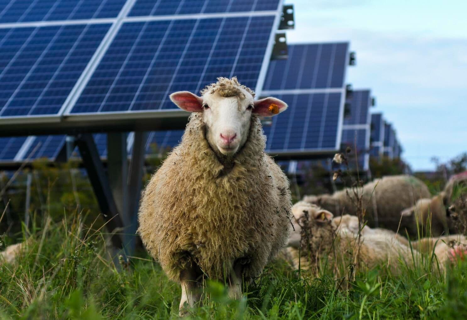 Pastoreo solar: cuando las ovejas se convirtieron en las mejores aliadas de la energía limpia