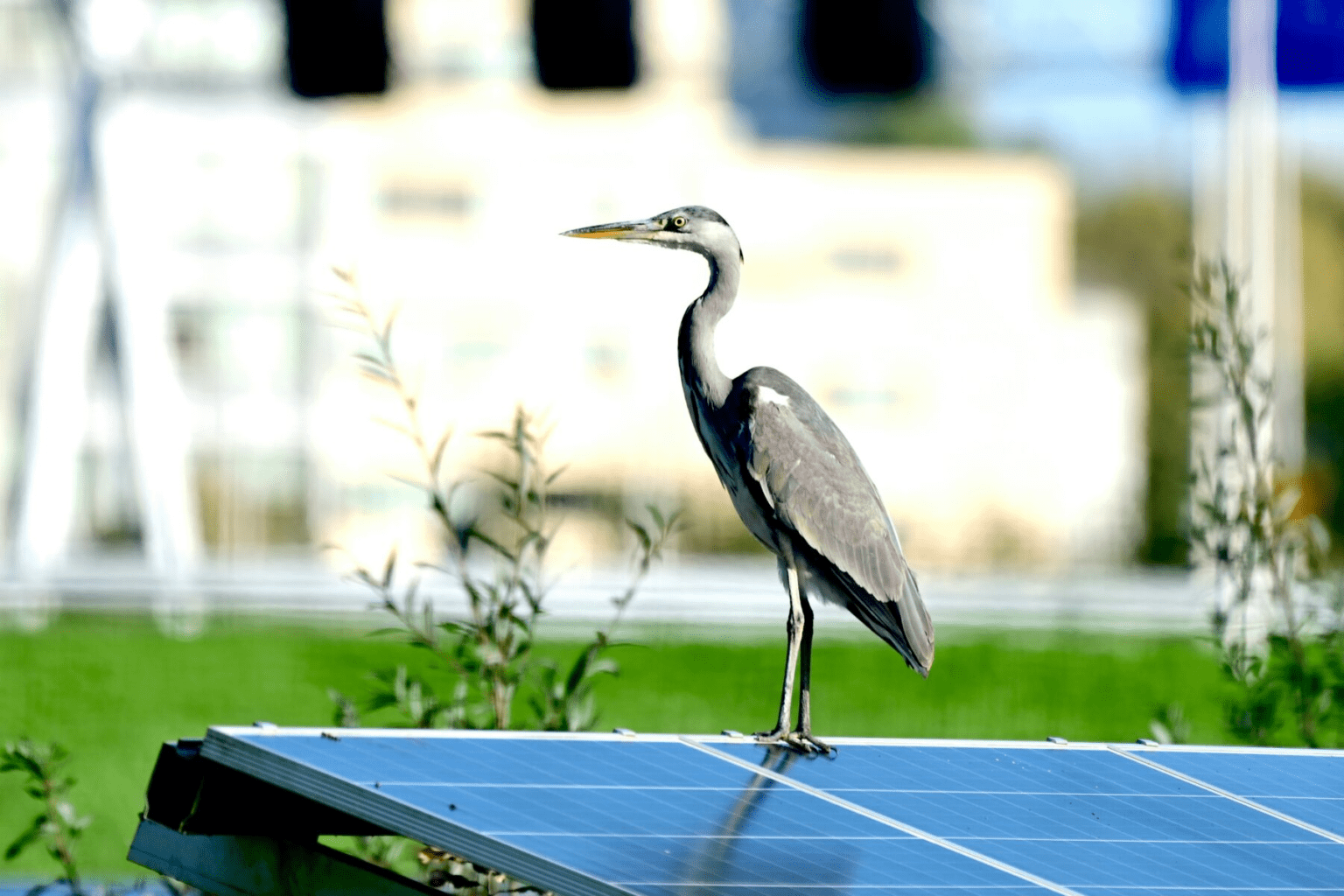 ¿Amigos o amenaza? El vínculo entre aves y paneles solares